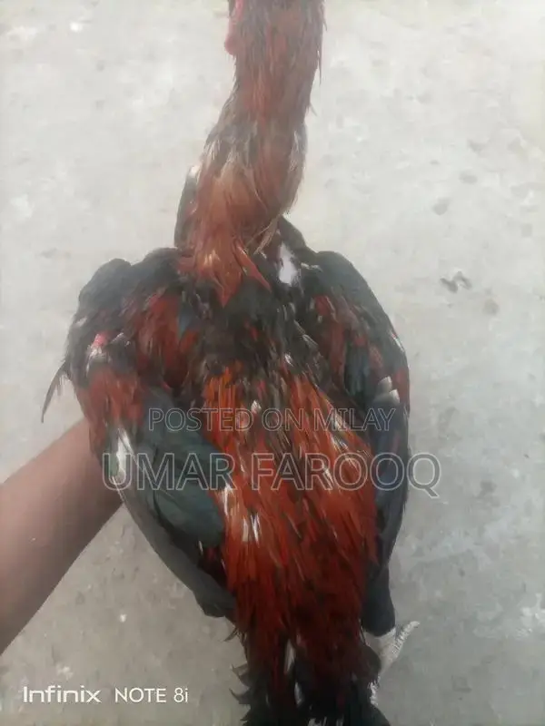 Pure Breed Indian Cattle with Strong Health and Genetics