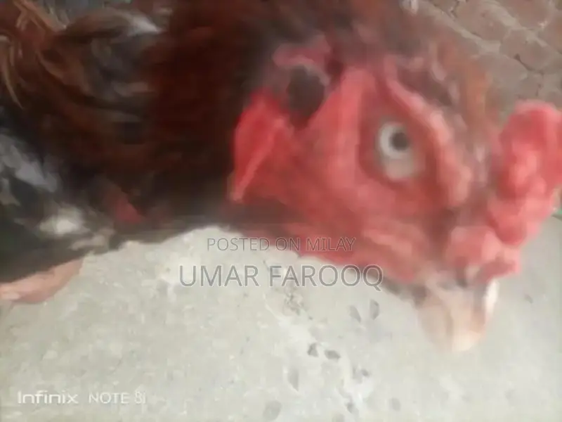 Pure Breed Indian Cattle with Strong Health and Genetics