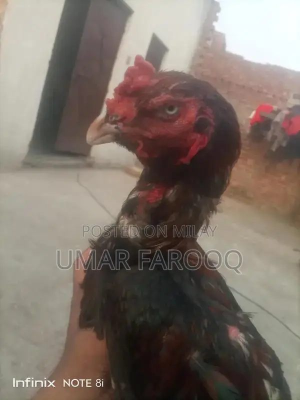 Pure Breed Indian Cattle with Strong Health and Genetics