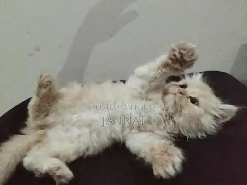 Persian Triple Coated Kittens - Adorable Feline Companions