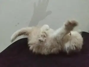 Persian Triple Coated Kittens - Adorable Feline Companions