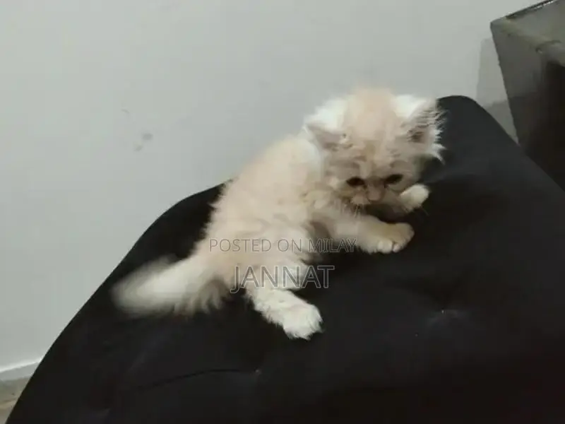 Persian Triple Coated Kittens - Adorable Feline Companions