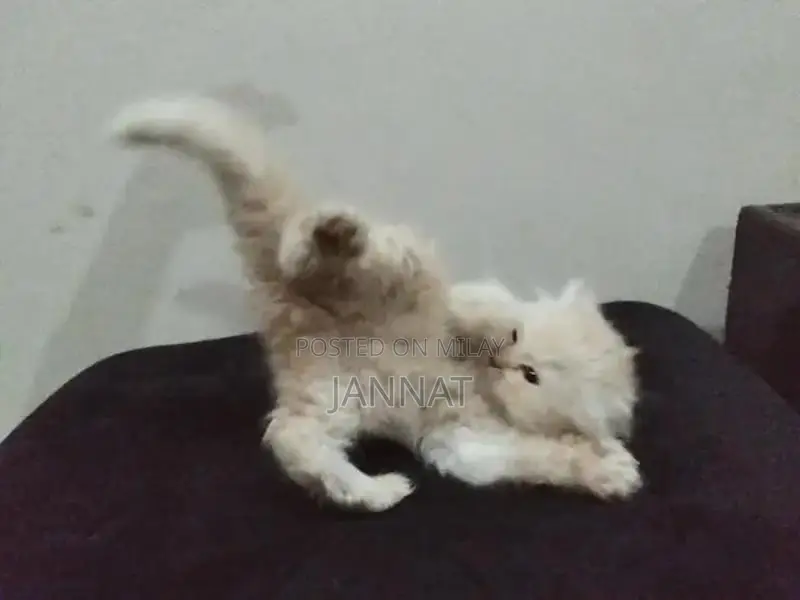 Persian Triple Coated Kittens - Adorable Feline Companions