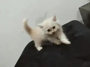 Persian Triple Coated Kittens - Adorable Feline Companions