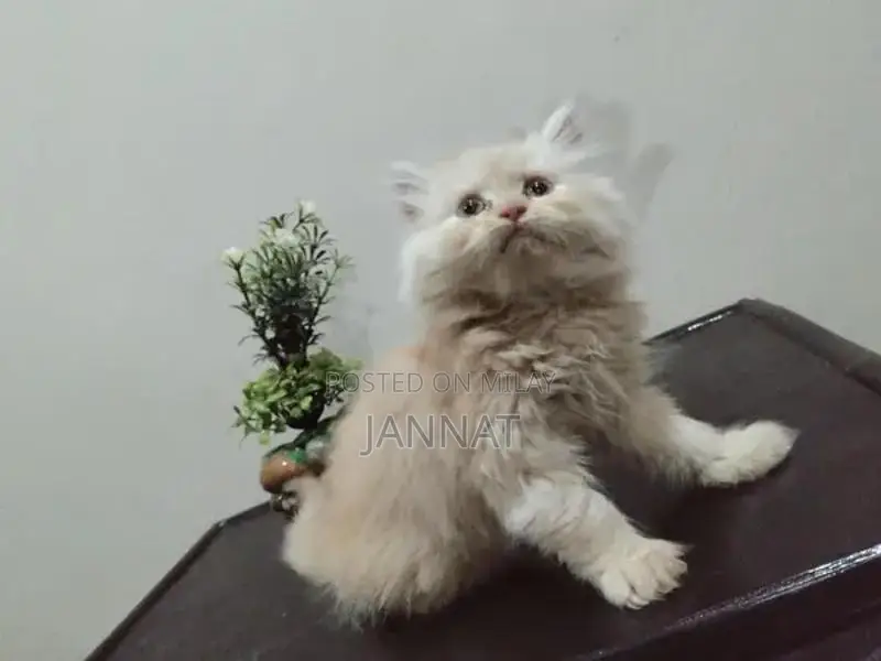 Persian Triple Coated Kittens - Adorable Feline Companions