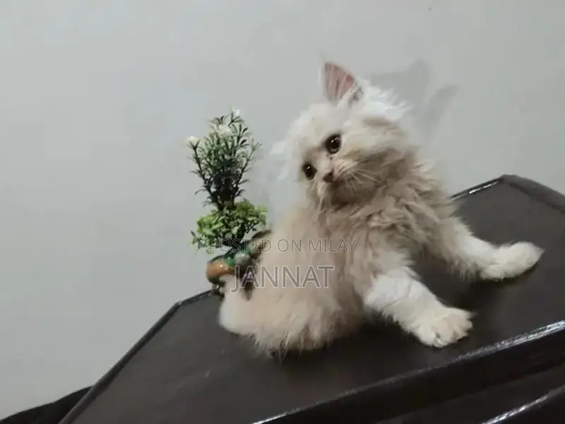 Persian Triple Coated Kittens - Adorable Feline Companions
