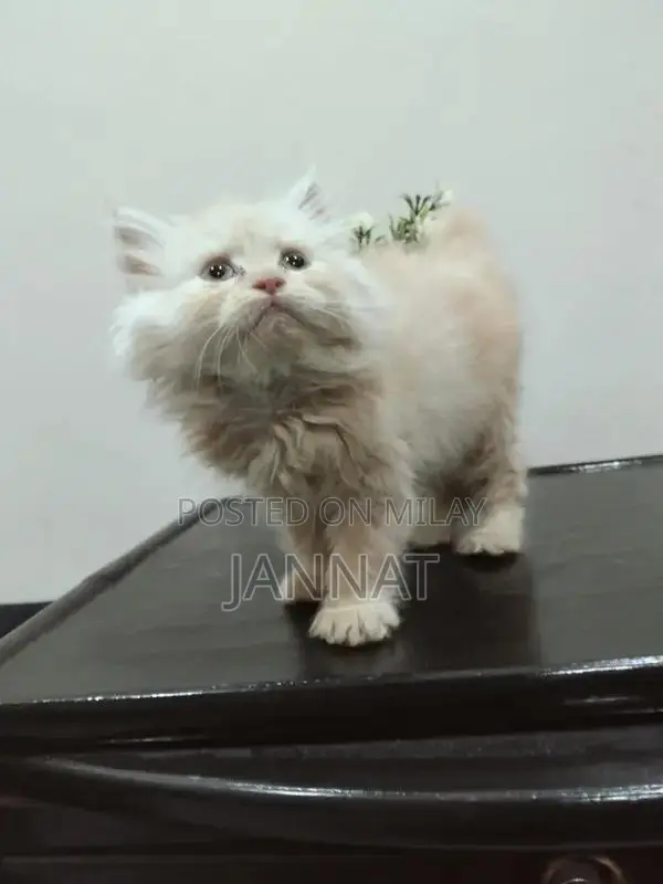 Persian Triple Coated Kittens - Adorable Feline Companions