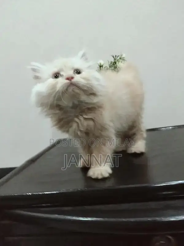 Persian Triple Coated Kittens - Adorable Feline Companions