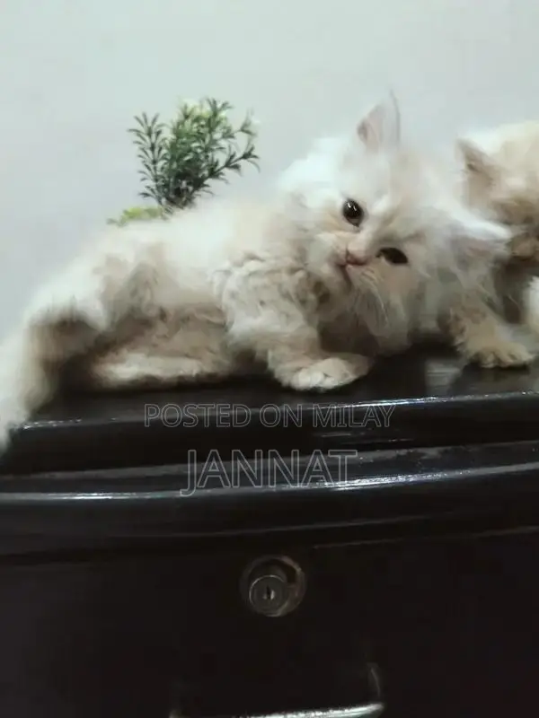 Persian Triple Coated Kittens - Adorable Feline Companions