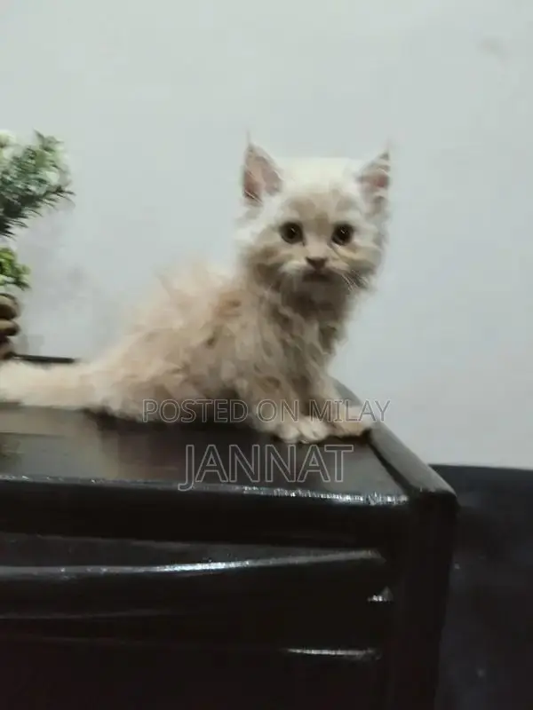 Persian Triple Coated Kittens - Adorable Feline Companions