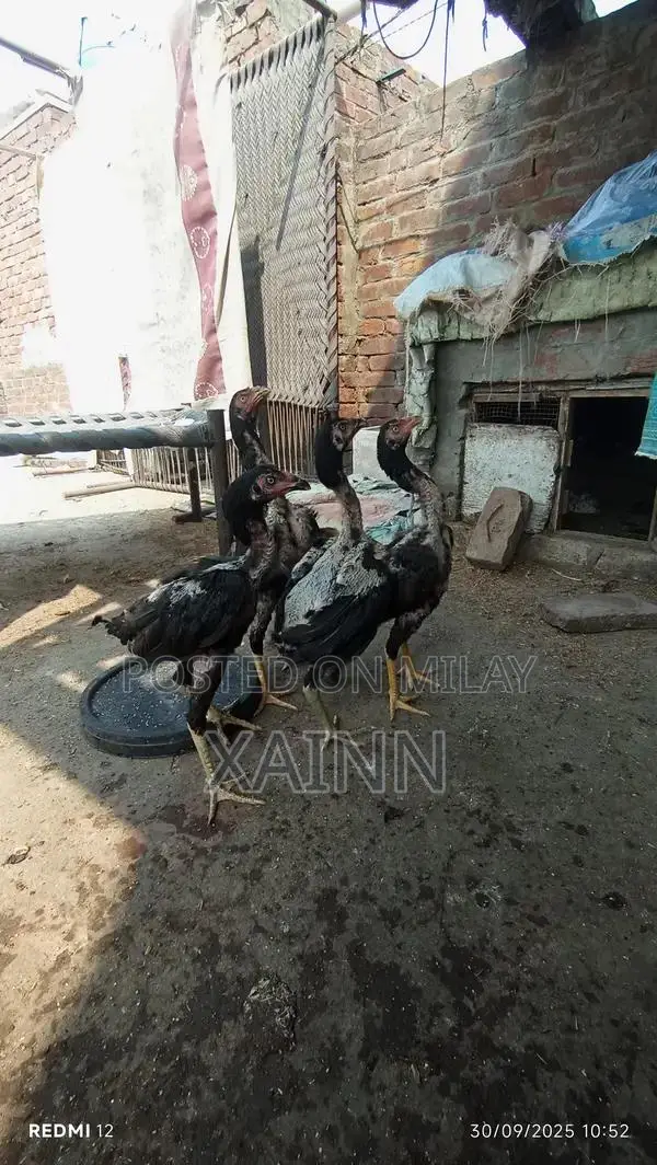 Pure Aseel Hens - High-Quality Poultry Breed for Farming and Breeding