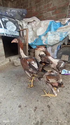 Pure Aseel Hens - High-Quality Poultry Breed for Farming and Breeding