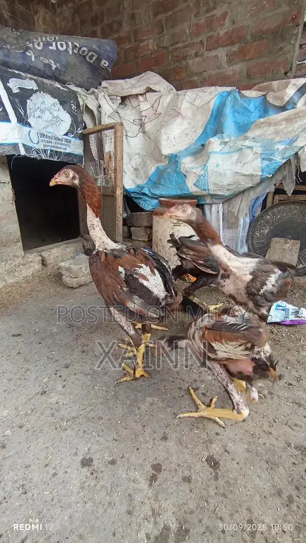 Pure Aseel Hens - High-Quality Poultry Breed for Farming and Breeding