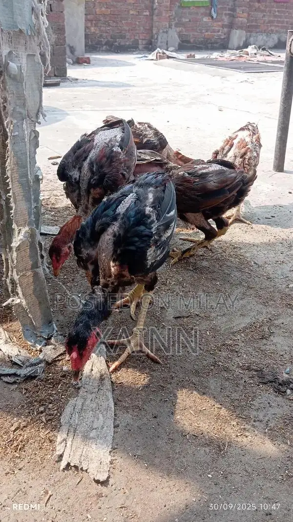 Pure Aseel Hens - High-Quality Poultry Breed for Farming and Breeding