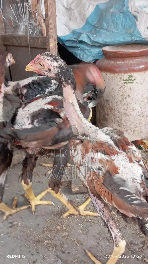 Pure Aseel Hens - High-Quality Poultry Breed for Farming and Breeding