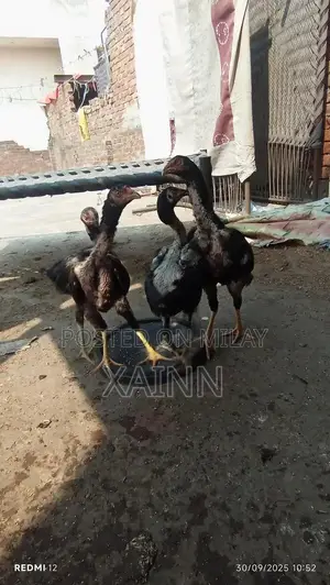 Pure Aseel Hens - High-Quality Poultry Breed for Farming and Breeding