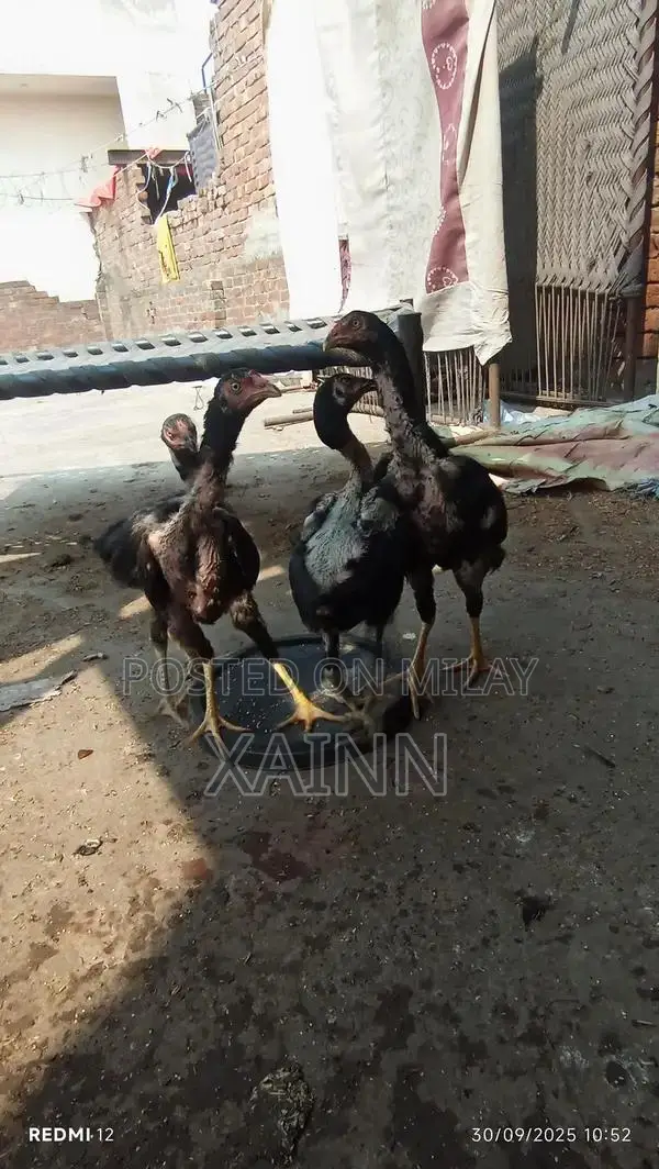 Pure Aseel Hens - High-Quality Poultry Breed for Farming and Breeding