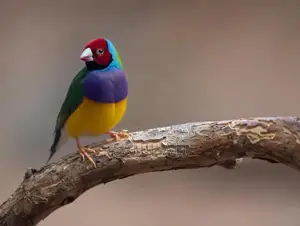 Versatile Neutral Tone Fashion Accessories