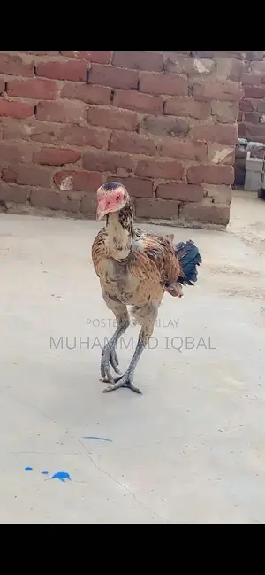 Premium Desi Aseel Chicken: Active Female Breed for Farm or Poultry