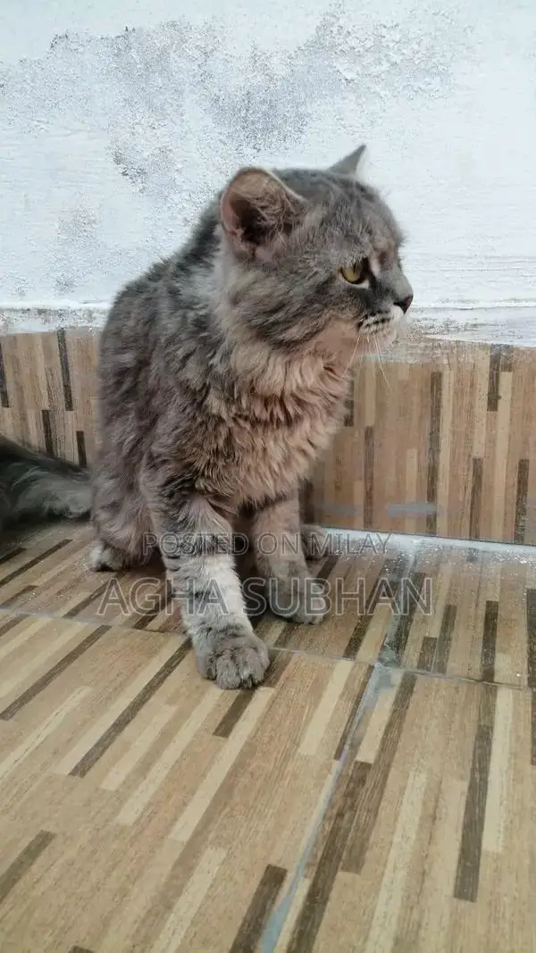 Peshiron Gray Male Dog - 1 Year Old Companion