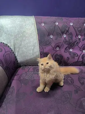 Photo - Adorable Persian Female Kitten - 65 Days Old, Vaccinated