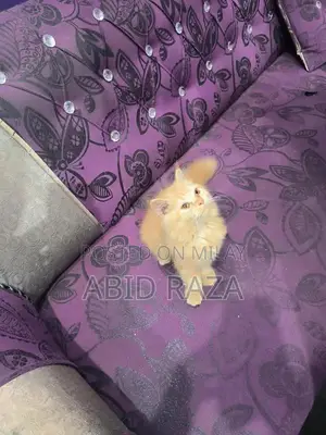 Adorable Persian Female Kitten - 65 Days Old, Vaccinated