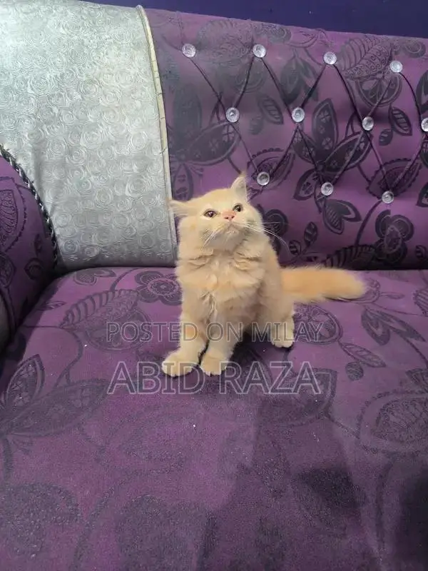 Adorable Persian Female Kitten - 65 Days Old, Vaccinated