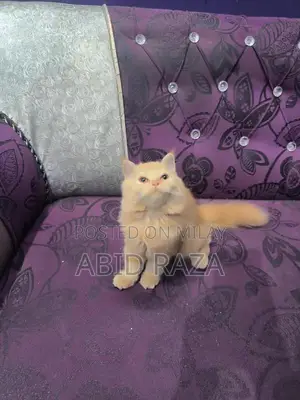 Adorable Persian Female Kitten - 65 Days Old, Vaccinated