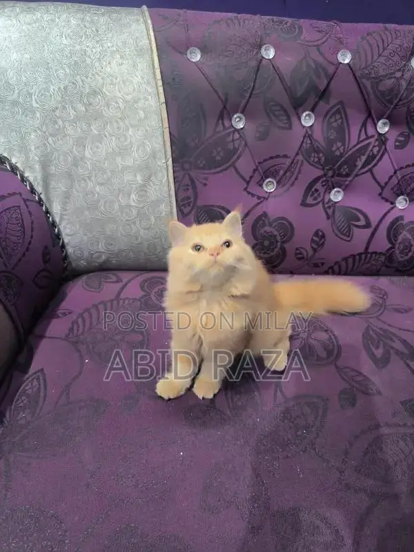 Adorable Persian Female Kitten - 65 Days Old, Vaccinated