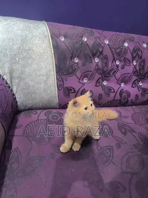 Adorable Persian Female Kitten - 65 Days Old, Vaccinated