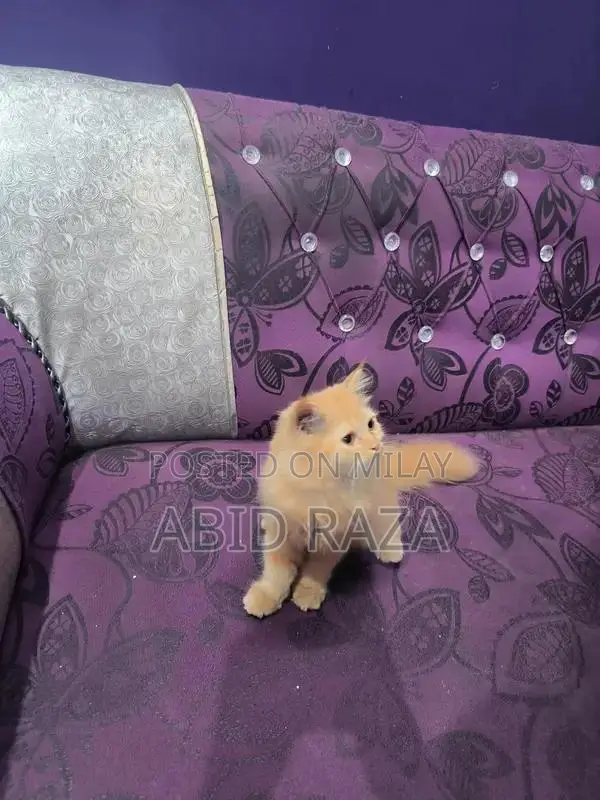 Adorable Persian Female Kitten - 65 Days Old, Vaccinated