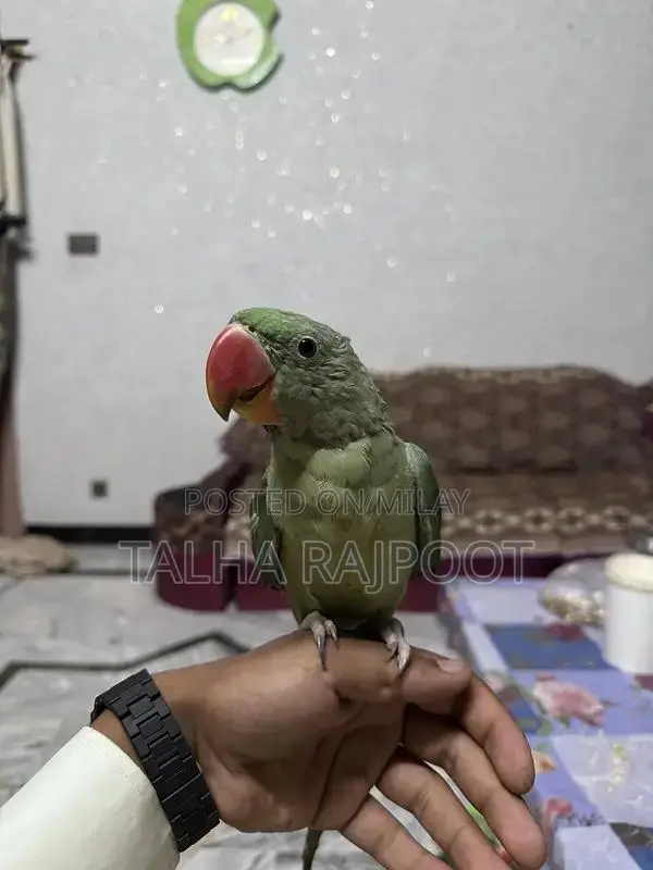 Tame Young Raw Parrot for Sale
