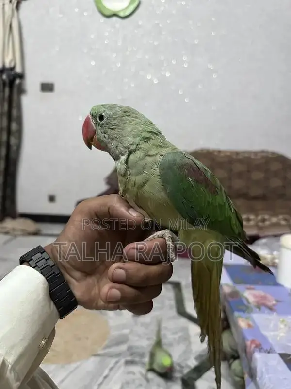 Tame Young Raw Parrot for Sale