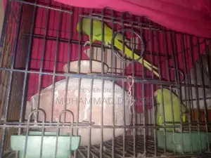 Photo - Green Ringneck Parrot - Talking Male and Female Companion