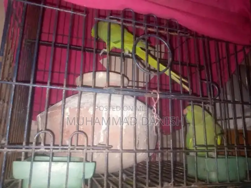 Green Ringneck Parrot - Talking Male and Female Companion