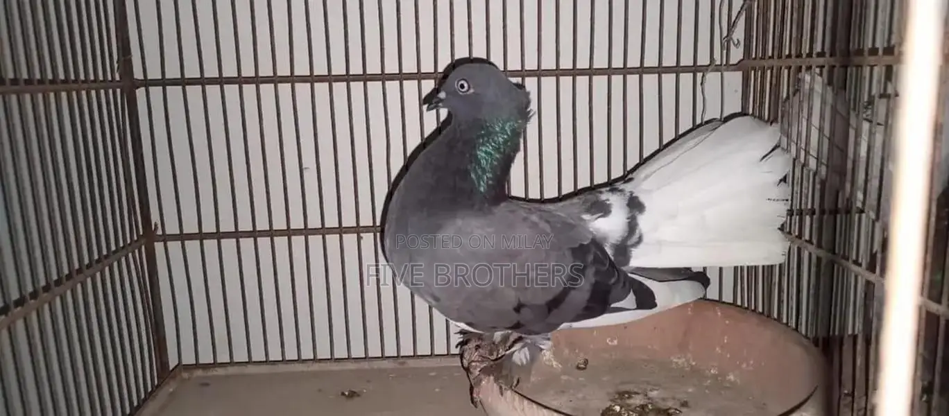 Indian Faintail Lakha Kabutar Breeding Pair