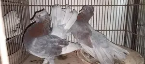 Indian Faintail Lakha Kabutar Breeding Pair