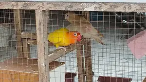 Photo - Healthy Active Love Birds - Exotic Pet Companions