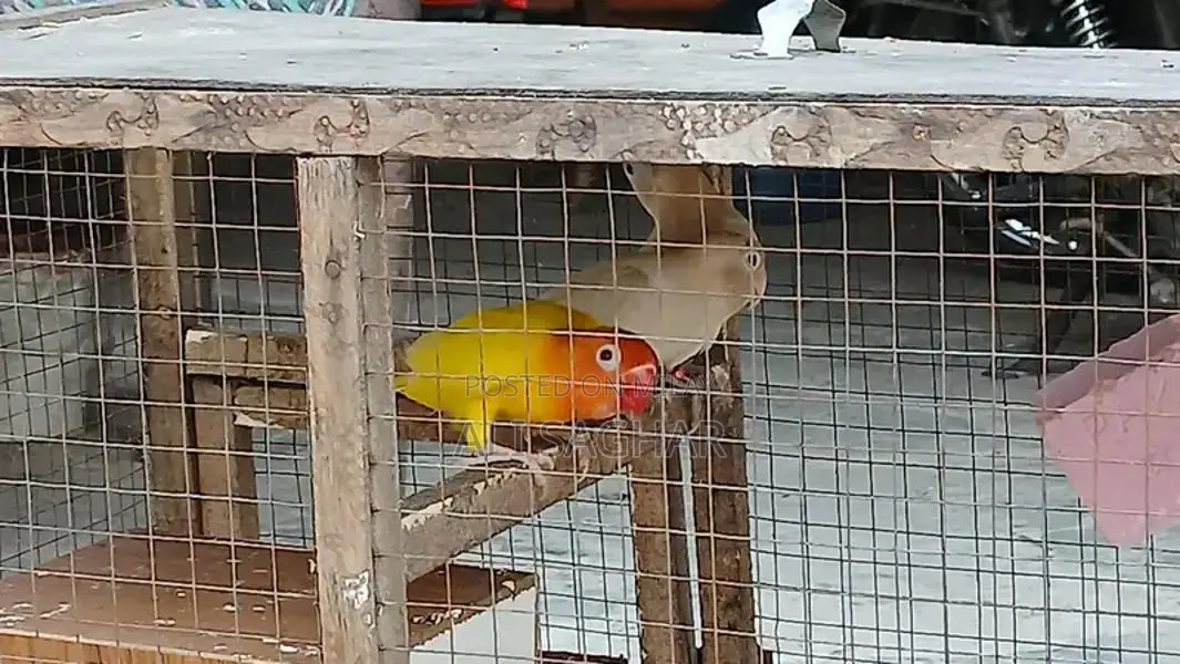 Healthy Active Love Birds - Exotic Pet Companions