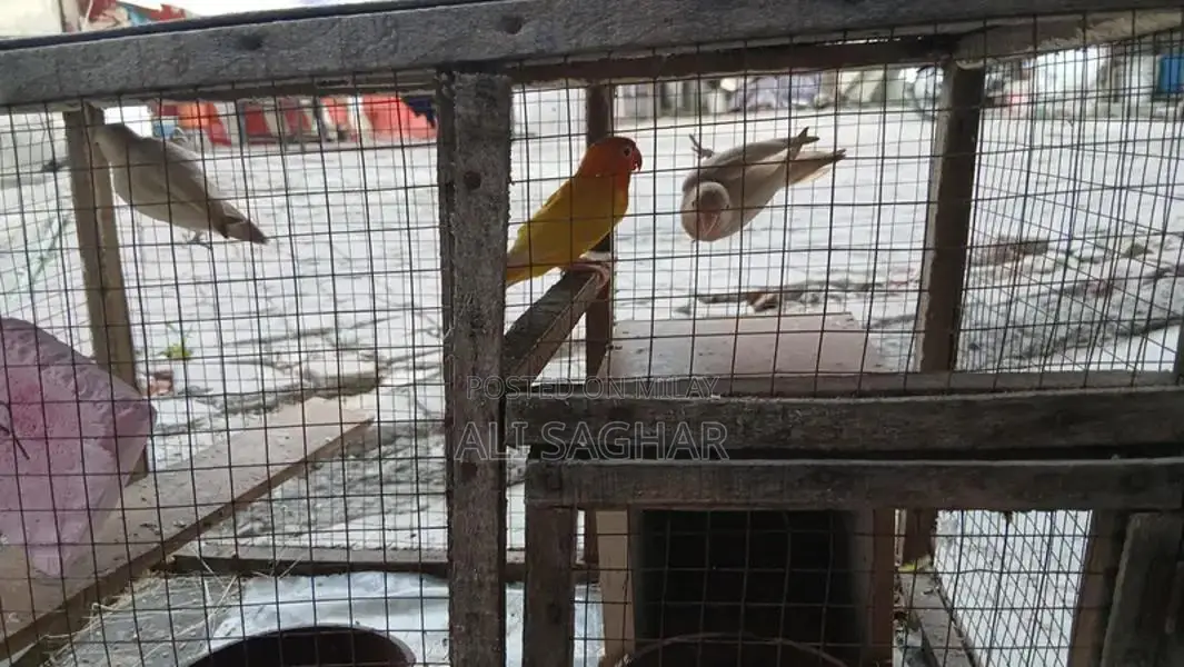 Healthy Active Love Birds - Exotic Pet Companions