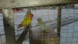 Healthy Active Love Birds - Exotic Pet Companions