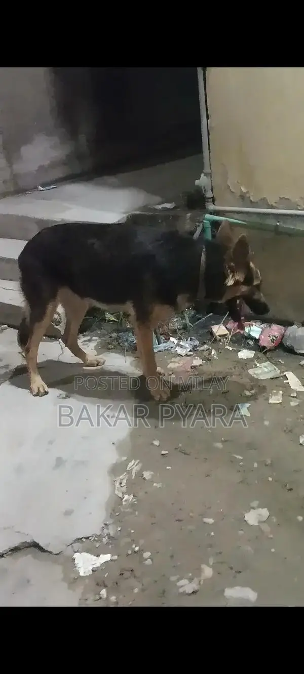 German Shepherd Female Dog for Sale