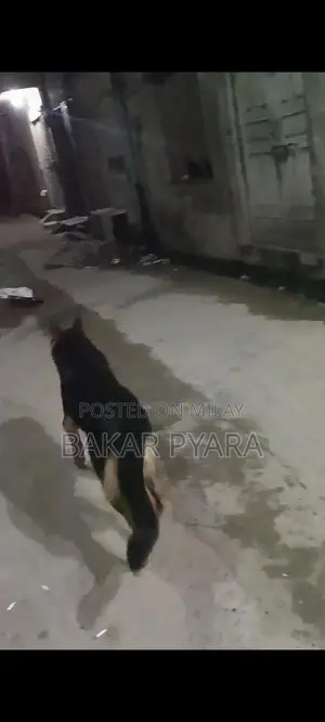 German Shepherd Female Dog for Sale