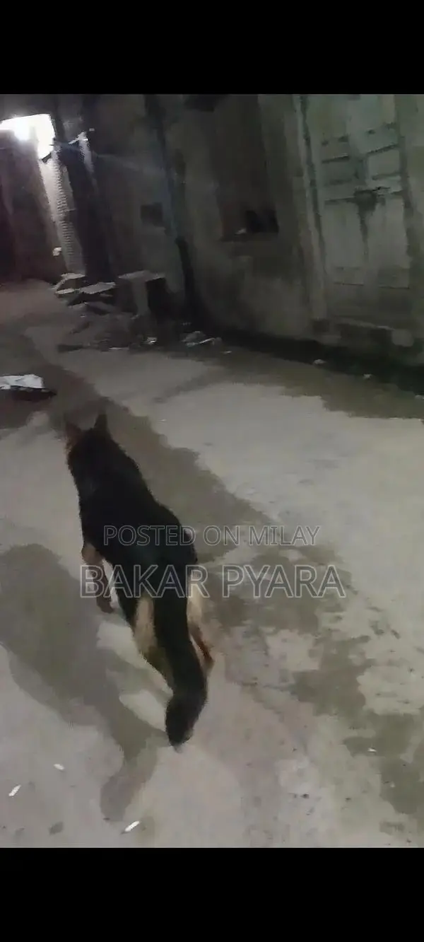 German Shepherd Female Dog for Sale