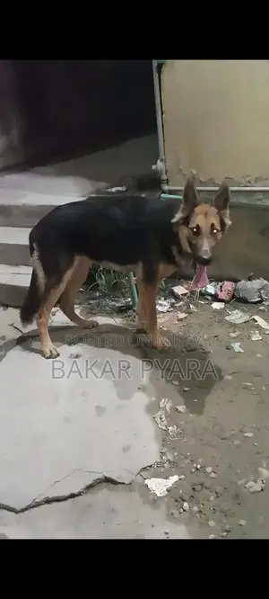 German Shepherd Female Dog for Sale