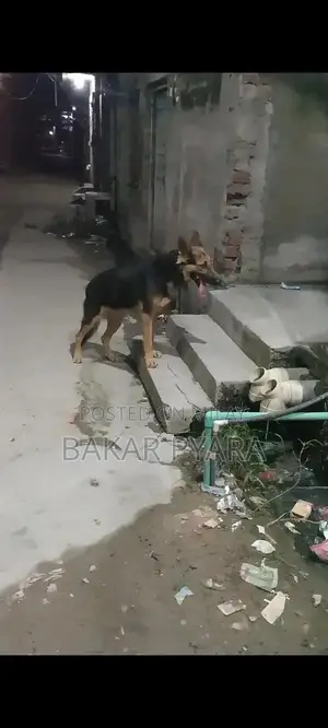 German Shepherd Female Dog for Sale