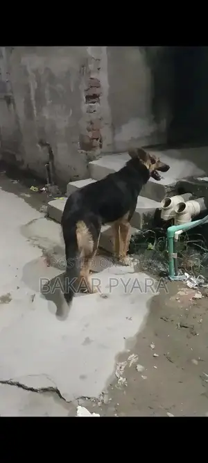 German Shepherd Female Dog for Sale