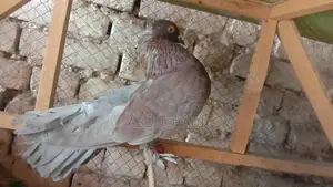 Indian Lakay Breeding Pair of Small Exotic Pets