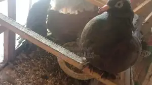 Indian Lakay Breeding Pair of Small Exotic Pets