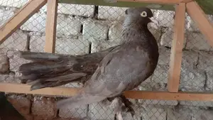 Indian Lakay Breeding Pair of Small Exotic Pets